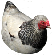 Hen