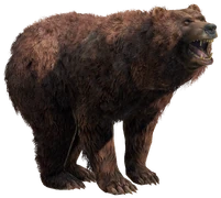 Bear