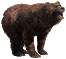 Bear