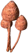 Liberty Cap (Baked)