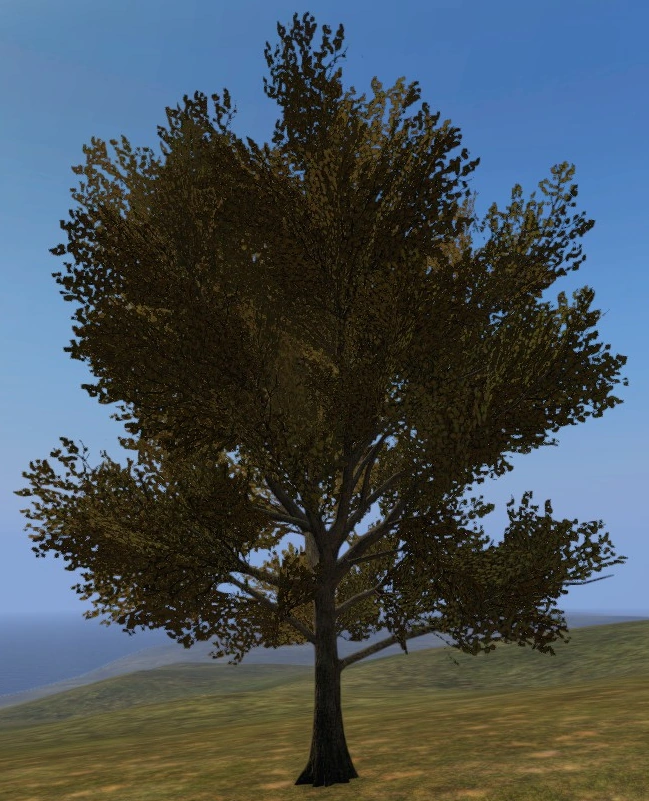 Oak Tree