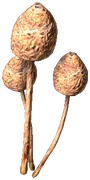 Liberty Cap (Dried)