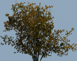 SambucusBush 5a