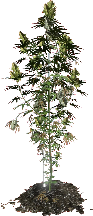 Cannabis Plant