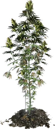 spliff tobacco Marijuana Tobacco Cigarette Spliff Joint Stock Photo 245111227