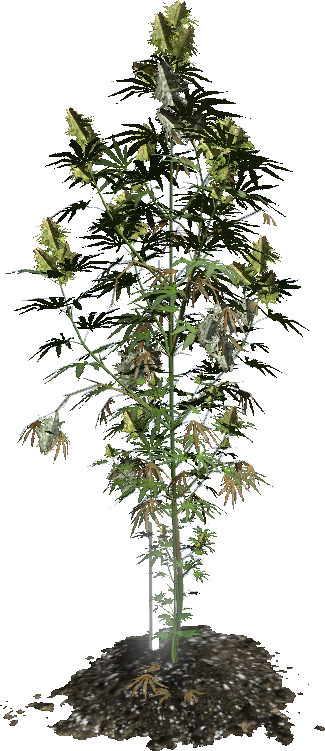 weed plant png