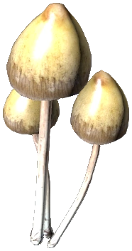 Liberty Cap
