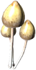 Psilocybe.png