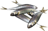 Sardines.png