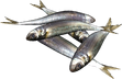 Sardines