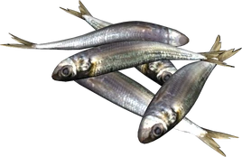 Sardines