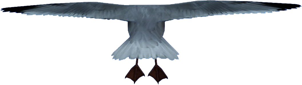 Point of view players saw when controlling the seagull.