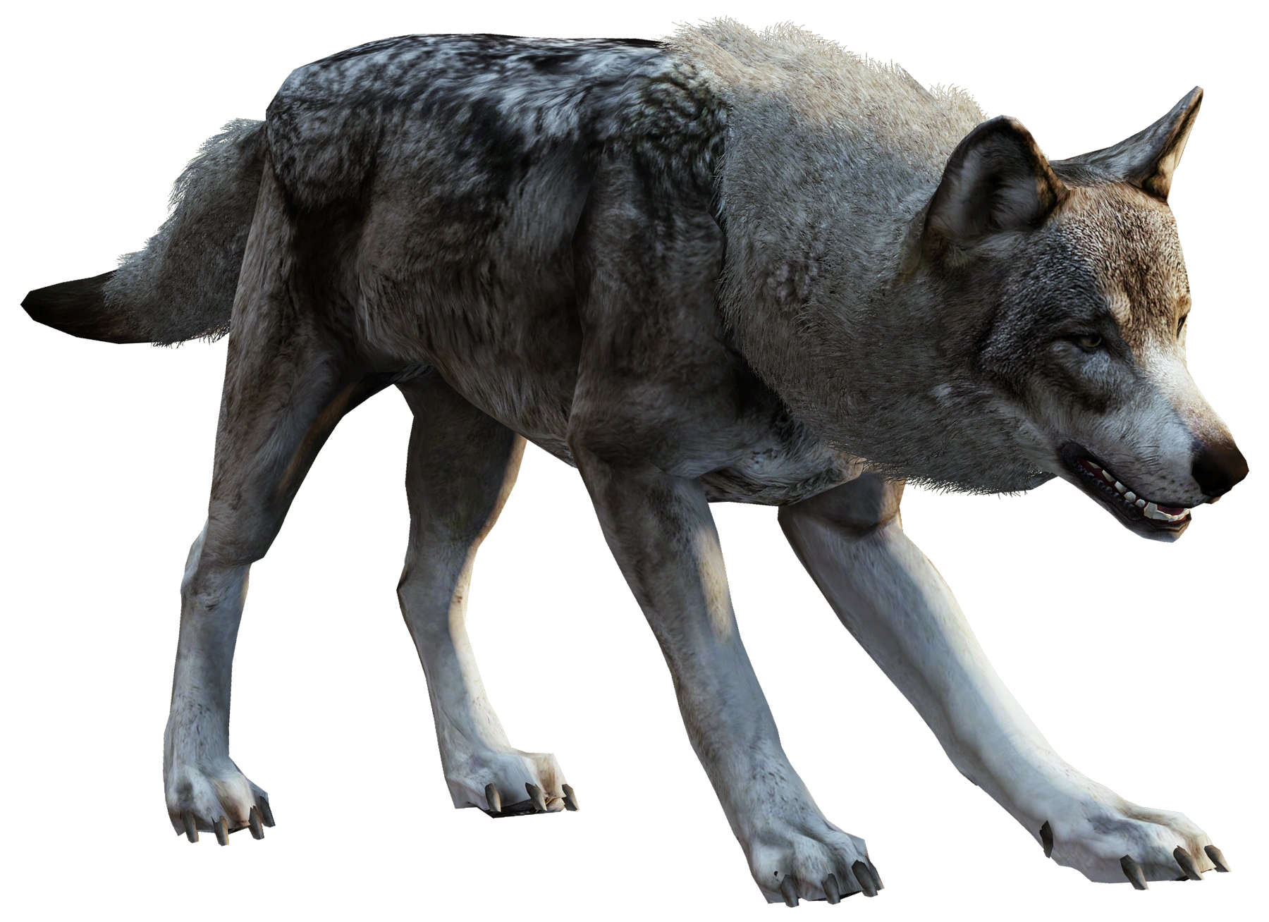 Wolf