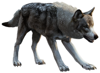 Wolf