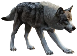 Wolf