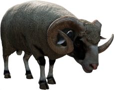 Ram