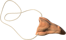 CrookedNose