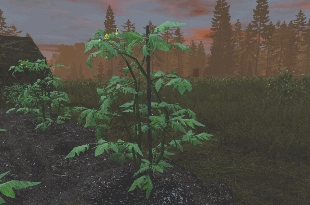 Tomato Plant