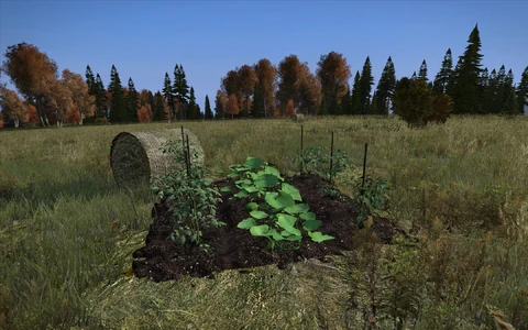 Young plants growing