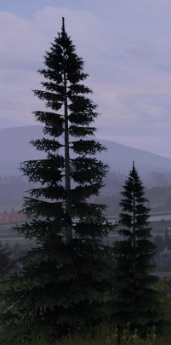Pine Tree