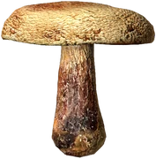 Field Mushroom (Boiled)