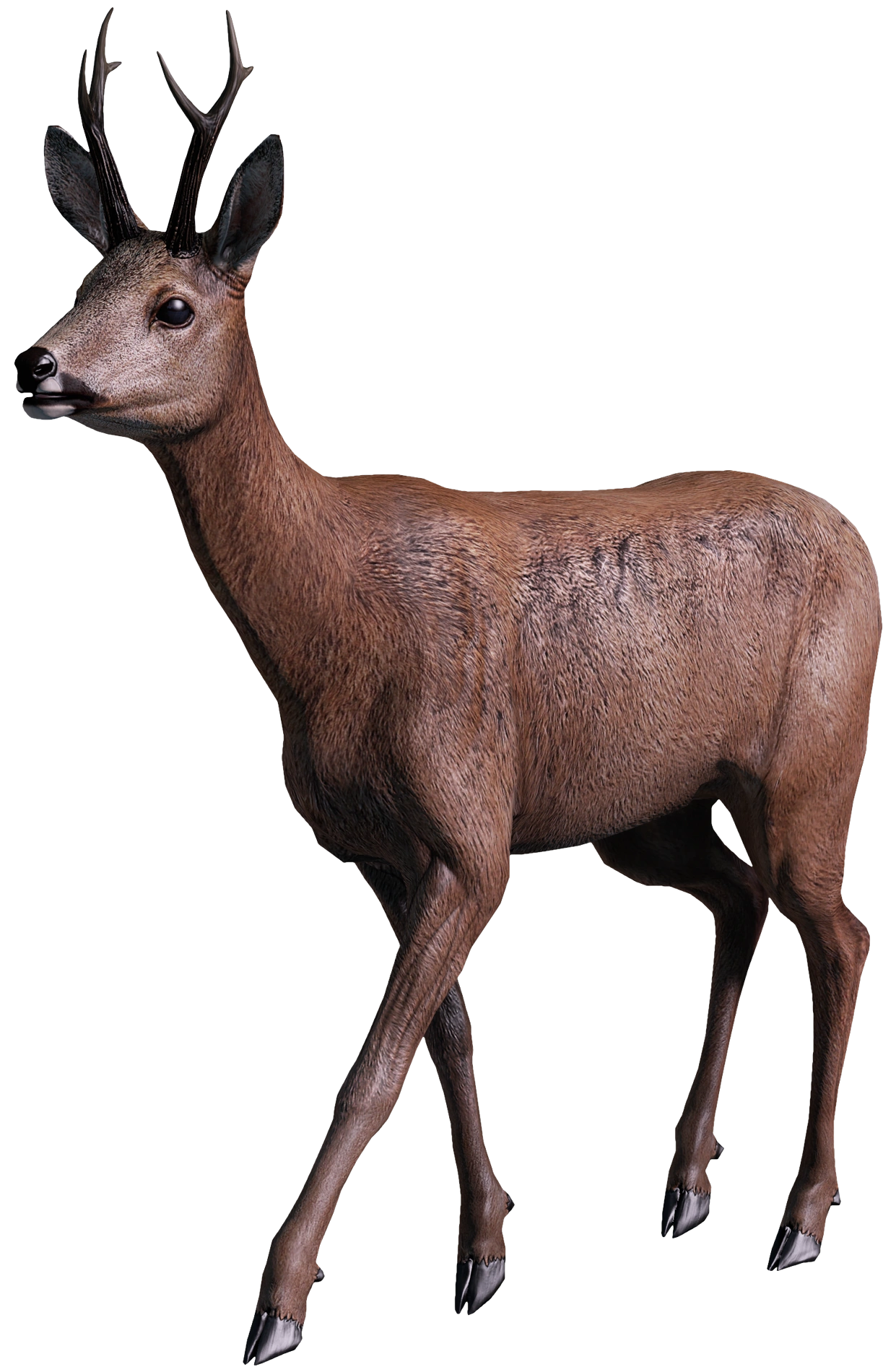 Roebuck