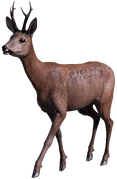 Roebuck