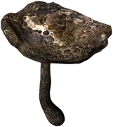 Parasol Mushroom (Burned)