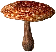 Fly Amanita (Boiled)