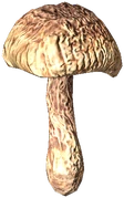 Field Mushroom (Dried)