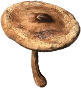 Parasol Mushroom (Boiled)