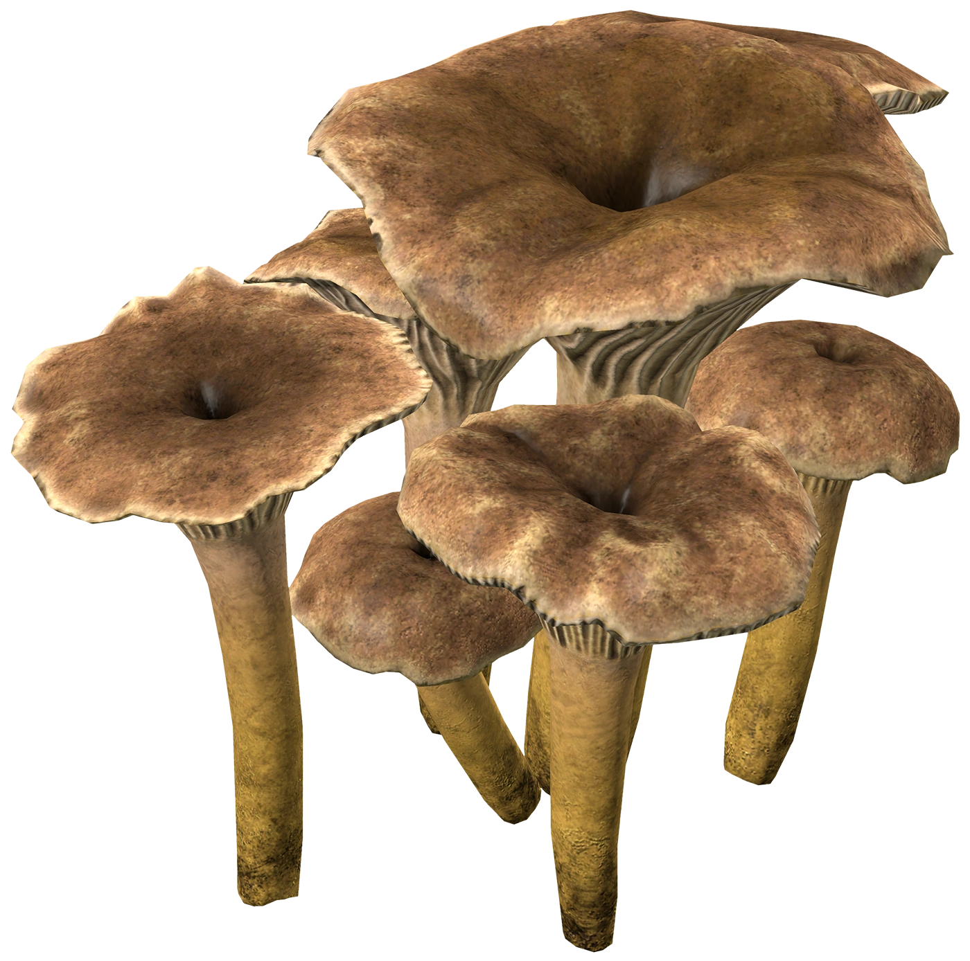 Yellowfoot Mushroom