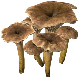 CraterellusMushroom