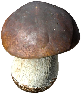 BoletusMushroom