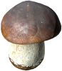 BoletusMushroom.png