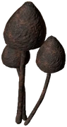 Liberty Cap (Burned)