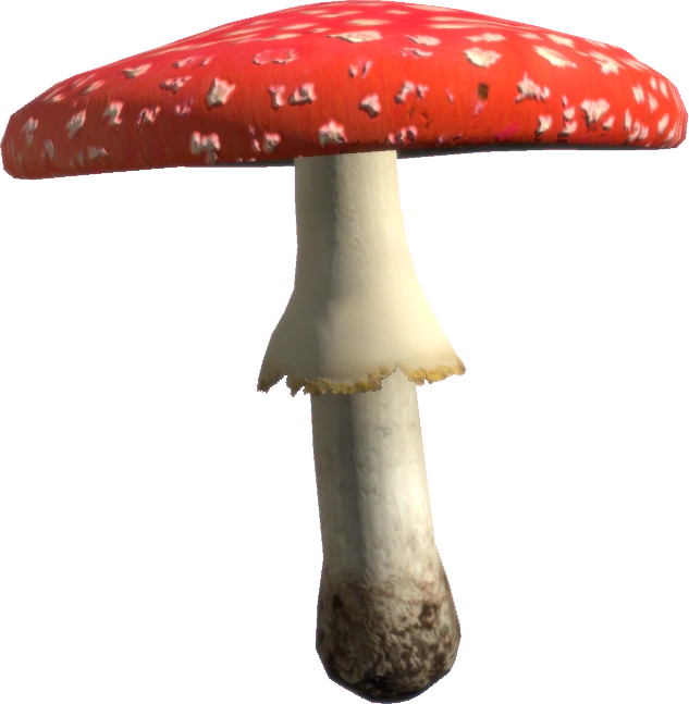 Fly Amanita