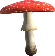 Fly Amanita (Raw)