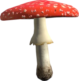 Amanita