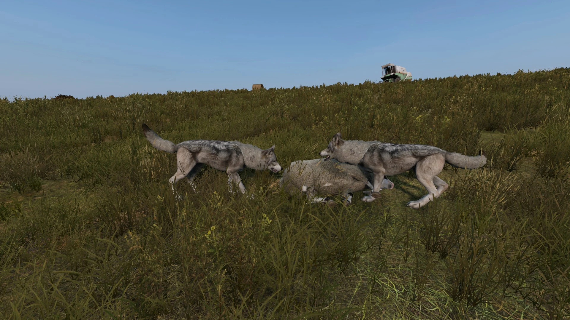 Wolves eating the corpse of a ram.