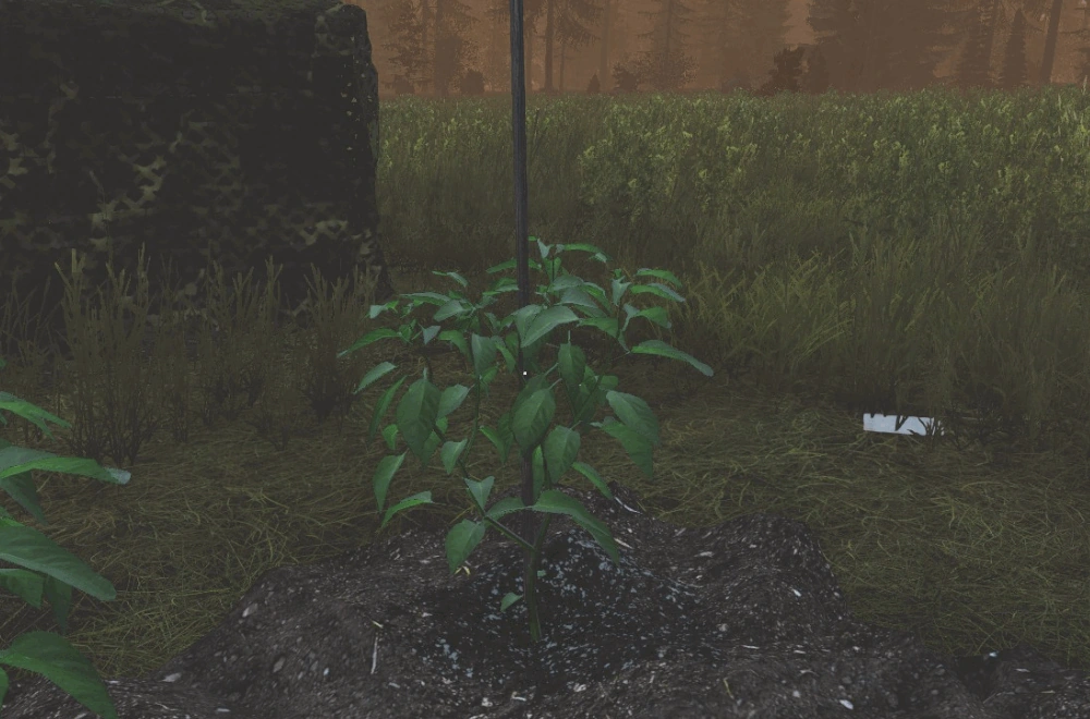 Pepper Plant