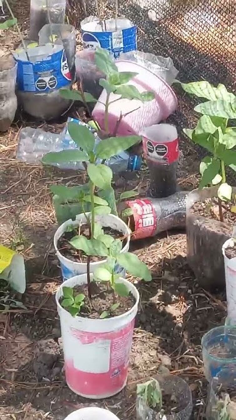 Planta de girasol 🌻