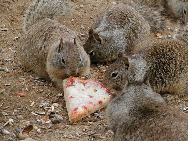 Here’s a pic of squirrels eating pizza Fandom