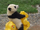 Tallibear