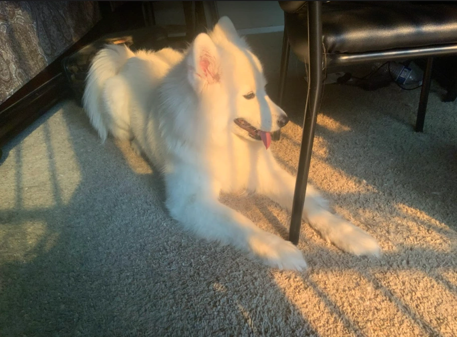 I took this when my dog came back from grooming Fandom