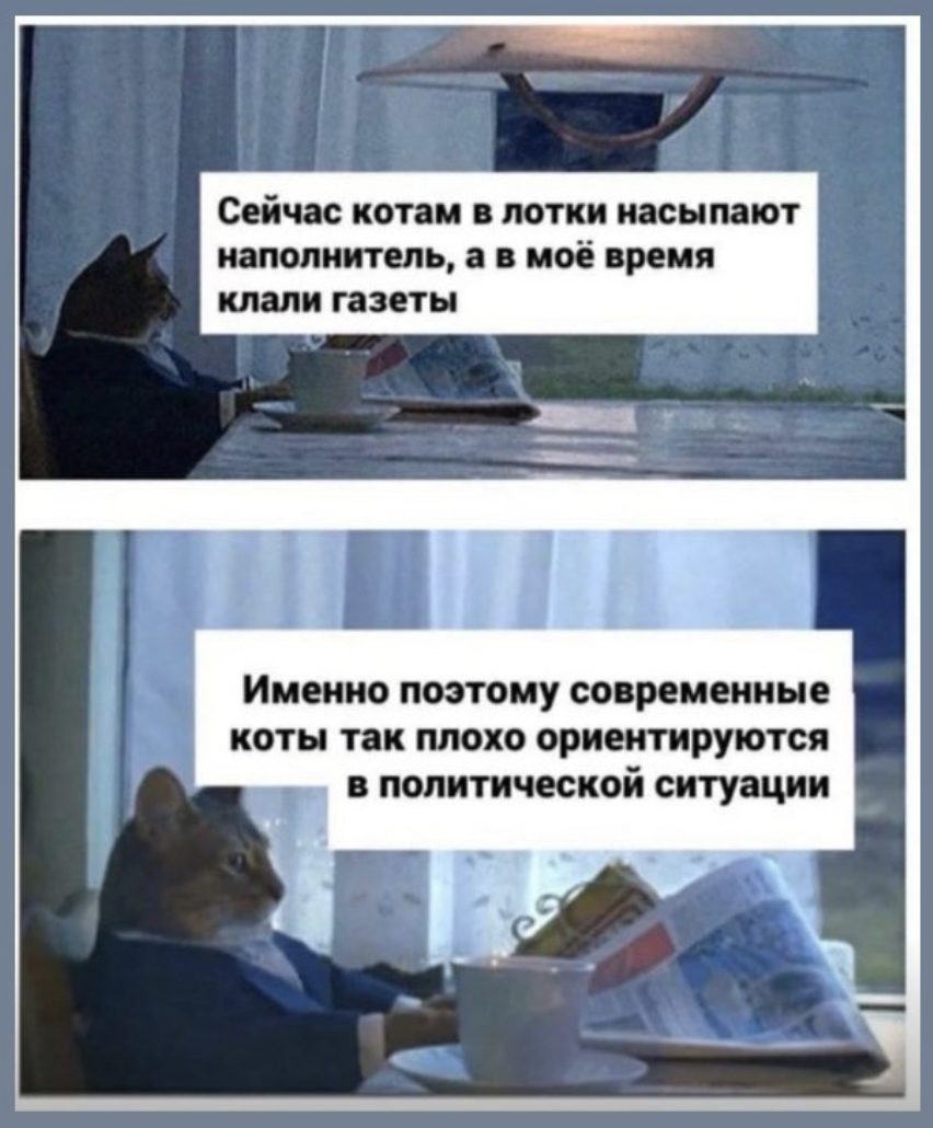 Мемы с котами сегодня Алое Племя Fandom