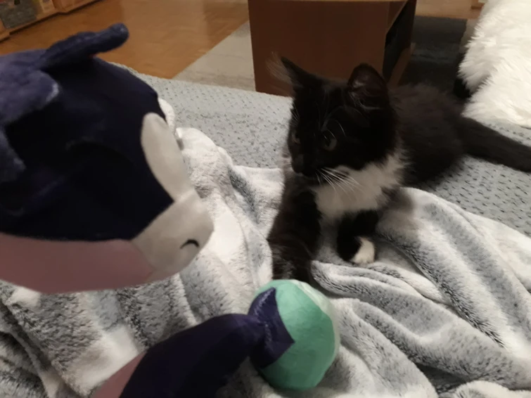 My "Palisman Domino" and Stringbean play together in real life (check