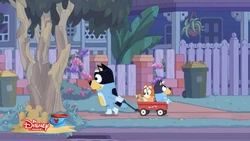 2021-08-02 0700AM Bluey