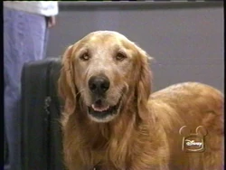 1997-08-30 1900pm Homeward Bound II Lost In San Francisco