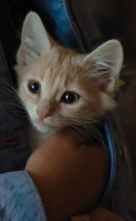 Tawny